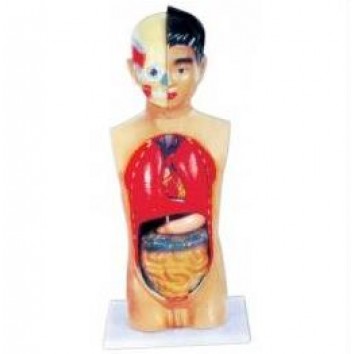 HUMAN TORSO MALE 65CMS WITH HARD ORGANS